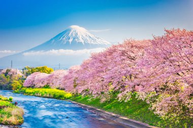 Mt. Fuji, Japonya bahar Peyzaj ve nehir kiraz çiçekleri ile.
