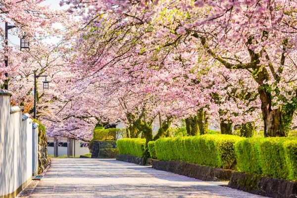 Сідзуока Японія Старого Міста Streetts Навесні Весняний Сезон — стокове фото