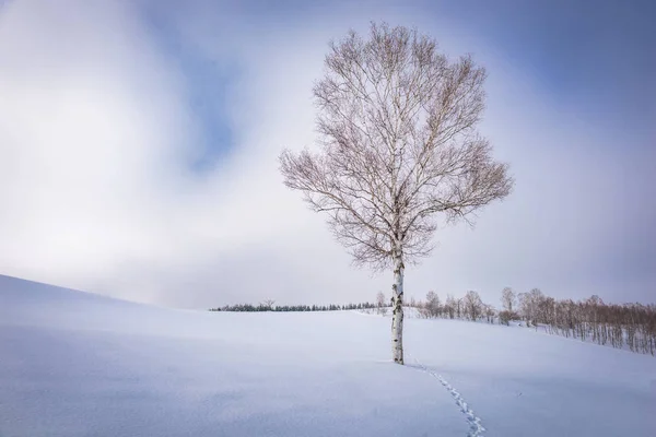 Biei, Japão inverno em Panorama Road . — Fotografia de Stock