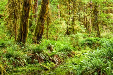 Olimpiyat Milli Parkı 'nda Hoh yağmur ormanları, Washington, ABD
