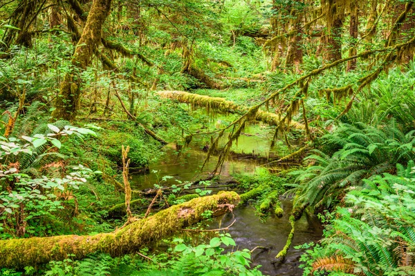 Foresta pluviale di Hoh nel Parco Nazionale Olimpico, Washington, USA — Foto Stock