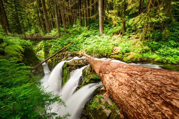 Olympic National Park — Stock Photo, Image