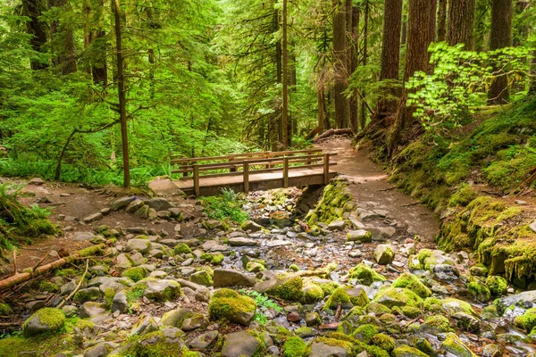 Olympic Ulusal Parkı, Washington, ABD — Stok fotoğraf