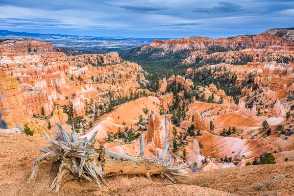 Bryce Canyon National Park, Utah, USA with a Dead Tree — Stock Photo, Image