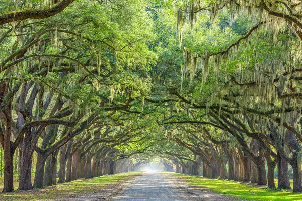 Savannah, Georgia, Verenigde Staten boom bekleed manier — Stockfoto