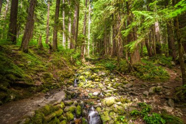 Olympic Ulusal Parkı, Washington, Usa Sol Duc F yolunda.