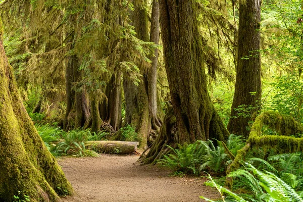 Hall of Mosses in the Hoh Rainforest of Olympic National Park, W — Stock Photo, Image