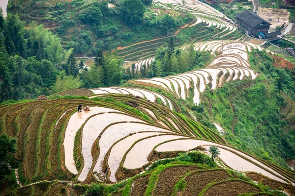 Montagne Yaoshan Guilin Chine Collines Rizières Terrasses Paysage — Photo