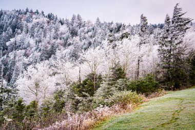 Great Smoky Dağları Ulusal Parkı, ABD Kış ayazının başlarında.
