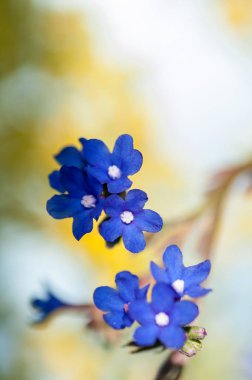 küçük mavi çiçek sarı bir arka plan üzerinde yakın çekim