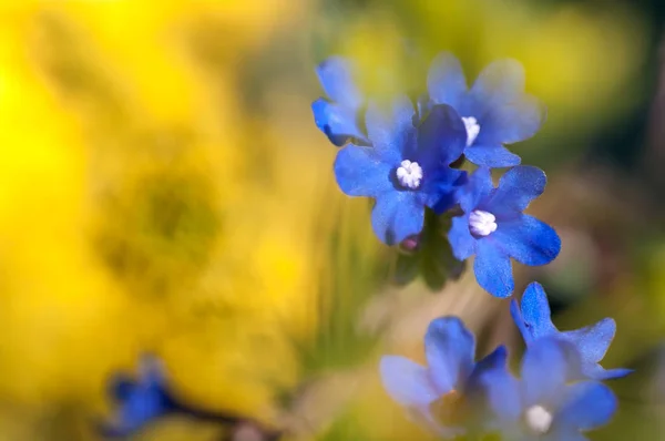 Маленькие Голубые Цветы Желтом Фоне Крупным Планом — стоковое фото