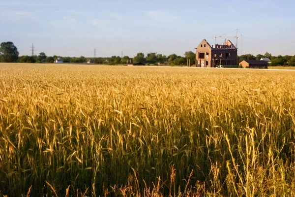 house building on the edge of the wheat field