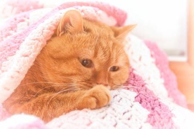 ocağın altında kış penceresinde, filtre uygulanan pembe kareli kırmızı kedi