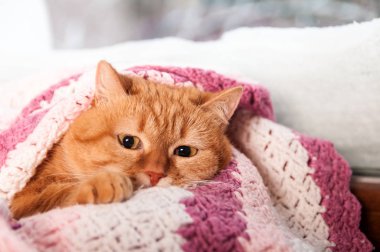 Ocak, pembe kareli kış pencerenin altında kırmızı kedi