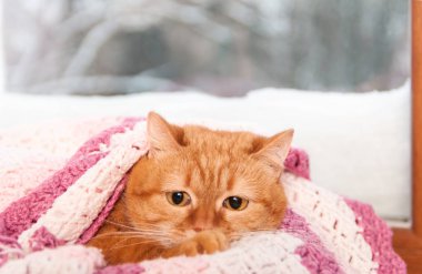 Ocak, pembe kareli kış pencerenin altında kırmızı kedi