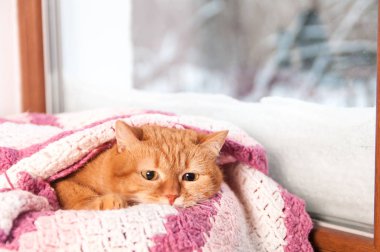 Ocak, pembe kareli kış pencerenin altında kırmızı kedi