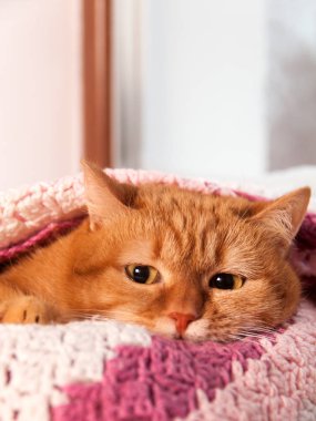 Ocak, pembe kareli kış pencerenin altında kırmızı kedi