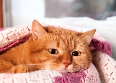 Ocak, pembe kareli kış pencerenin altında kırmızı kedi