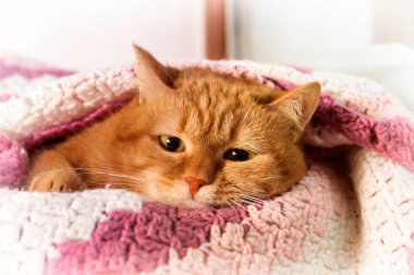 ocağın altında kış penceresinde, filtre uygulanan pembe kareli kırmızı kedi