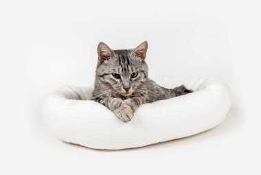 beyaz zemin üzerinde bir dışkıda gri kedi