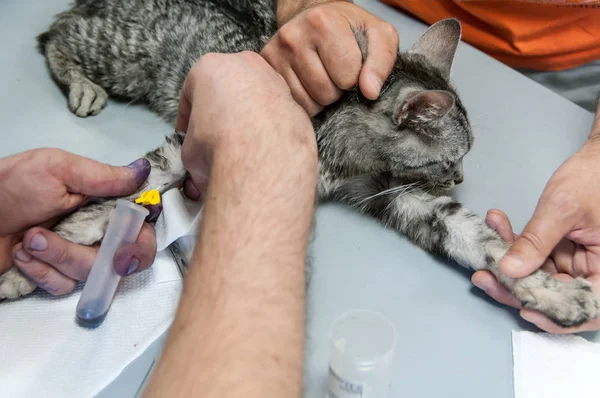 Prélèvement Sang Dans Une Veine Chez Chat Dans Une Clinique — Photo