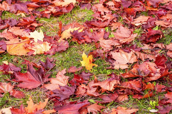 Folhas Outono Fundo Grama — Fotografia de Stock