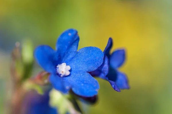 Голубые Цветы Желтом Фоне — стоковое фото