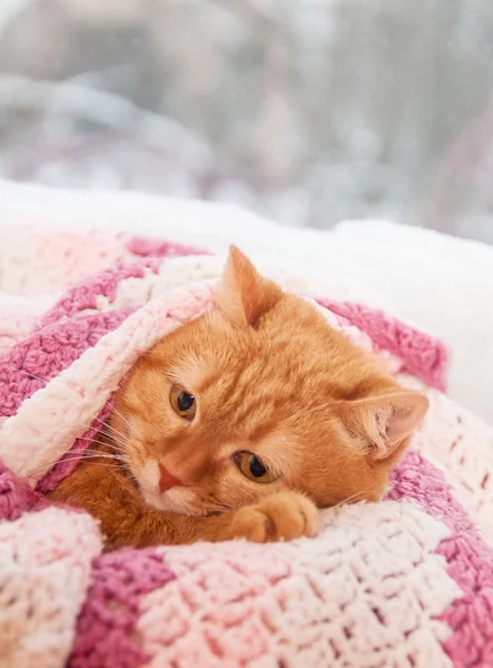 ocağın altında kış penceresinde, filtre uygulanan pembe kareli kırmızı kedi