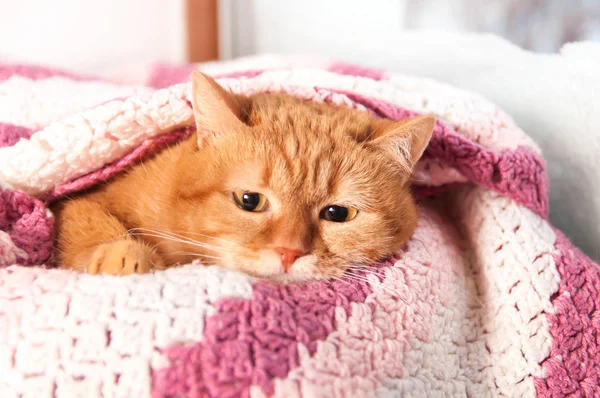 冬のウィンドウでピンクの格子縞の下 ストーブの赤い猫 — ストック写真