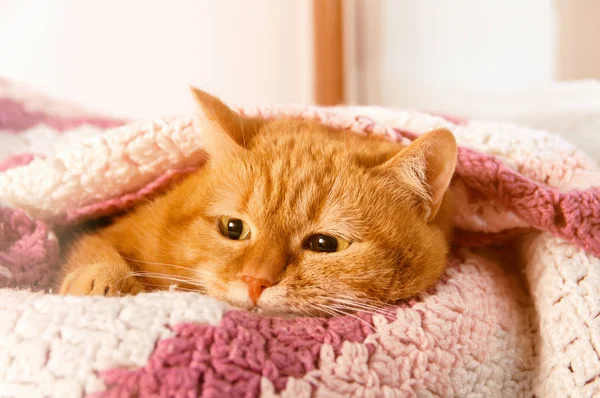 Κόκκινο Γάτα Στο Φούρνο Σύμφωνα Καρό Ροζ Στο Παράθυρο Χειμώνα — Φωτογραφία Αρχείου