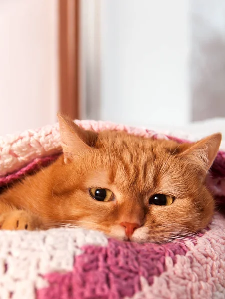 Κόκκινο Γάτα Στο Φούρνο Κάτω Από Ροζ Καρό Στο Παράθυρο — Φωτογραφία Αρχείου