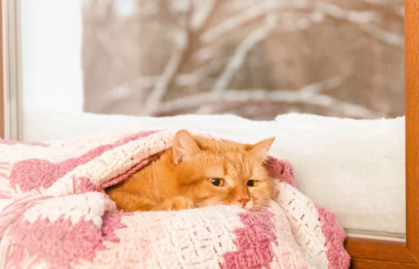 Czerwony Kot Piecu Pod Rozowe Kratki Oknie Zima Zastosowano Filtr — Zdjęcie stockowe