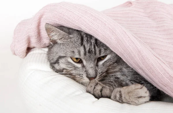 Gato Gris Sofá Escondido Debajo Suéter Rosa Sobre Fondo Blanco — Foto de Stock