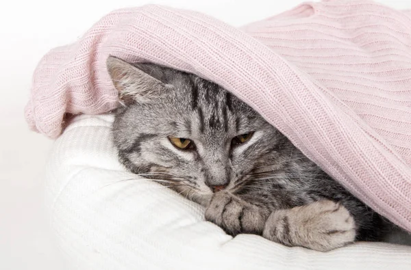 Gatto Grigio Divano Nascosto Sotto Maglione Rosa Uno Sfondo Bianco — Foto Stock