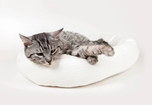 白い背景の上のスツールで灰色の猫 — ストック写真