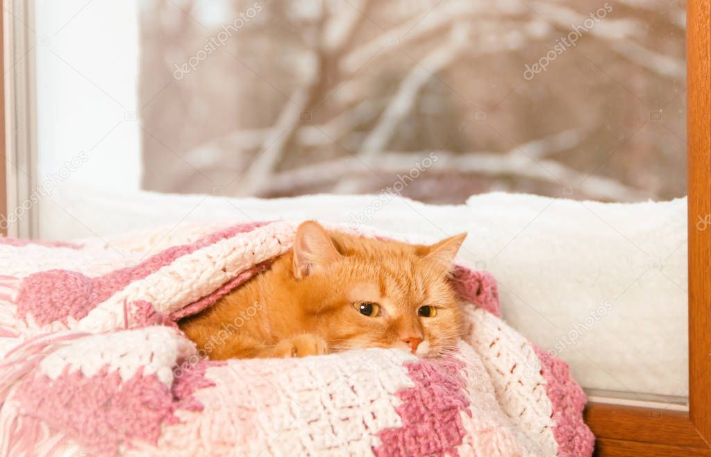 red cat in the stove, under the pink plaid at the winter window,filter applied