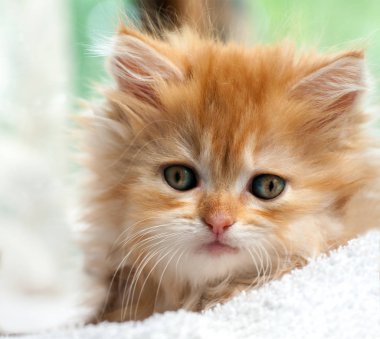 kabarık, zencefil yavru kedi doğrudan size bakar