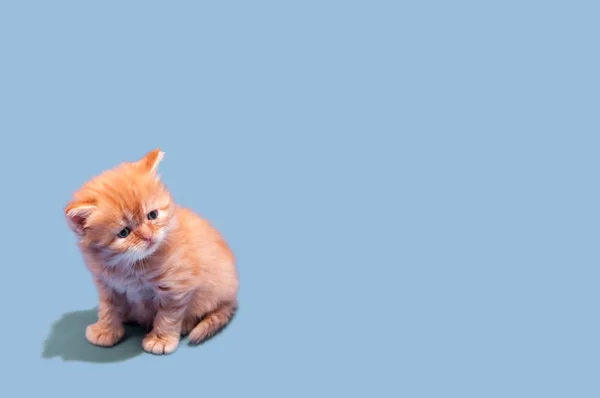 Kleine Rode Shaggy Zoek Naar Kitten Een Grijze Achtergrond — Stockfoto