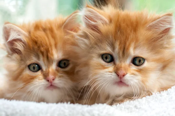 Two Small Red Shaggy Kitten Look Directly You — Stock Photo, Image