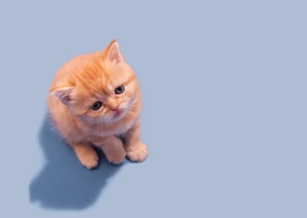 灰色の背景に対して探して小さな赤毛子猫 — ストック写真