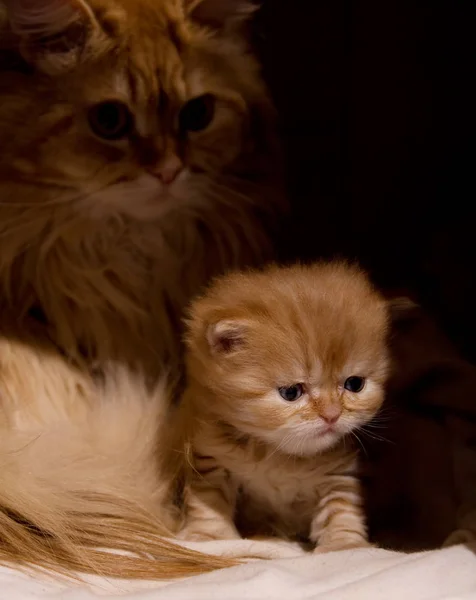 Dla Dorosłych Kotów Kotek Czerwony Kudłaty Matki Dziecka Peep Ukrycia Obraz Stockowy