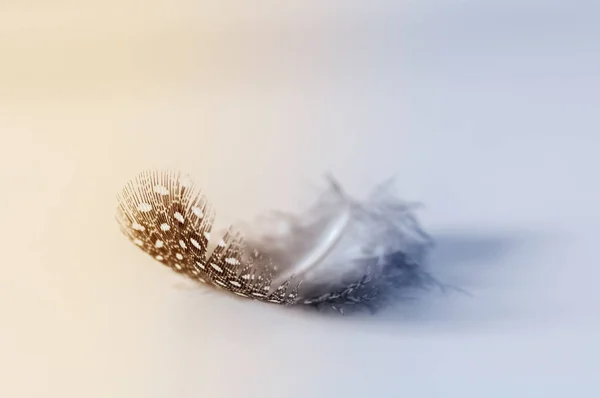 Wachtelvogelfeder Auf Weißem Hintergrund Farbverlauf Gelb Und Blau — Stockfoto