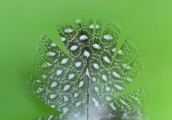 Feather Kwartel Vogel Close Groene Achtergrond — Stockfoto