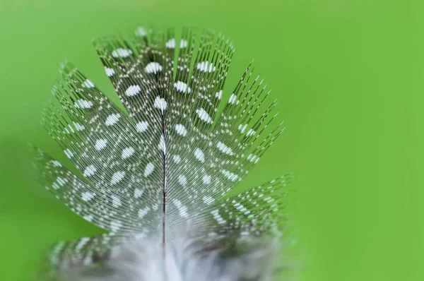 Feather Kwartel Vogel Close Groene Achtergrond — Stockfoto