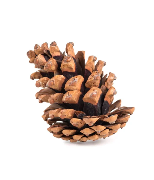 Pine Cone Curved Isolated White Background — Stock Photo, Image