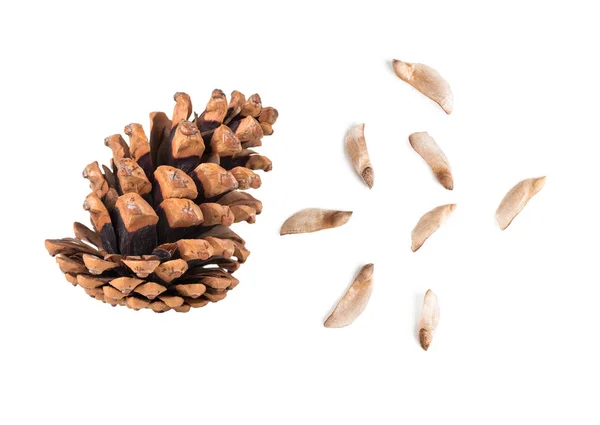 Pine Cone Curved Semans Top View Isolated White Background — Stock Photo, Image