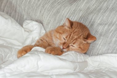 kırmızı kedi sabah yatakta bir battaniye altında uyku