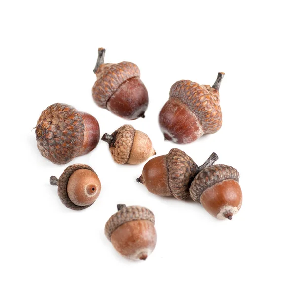 Acorns Different Size Top View Isolated White Background — Stock Photo, Image