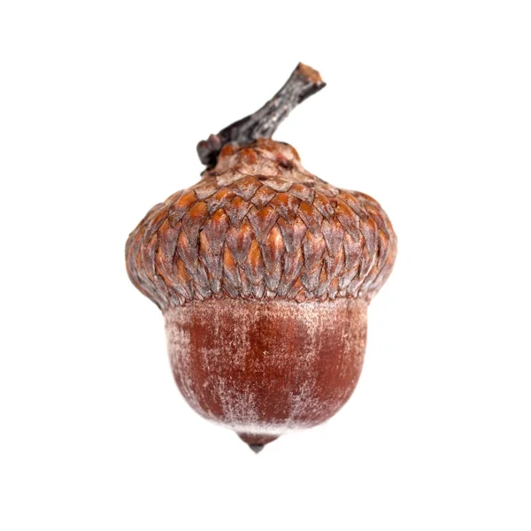 izole meşe palamudu yakın çekim