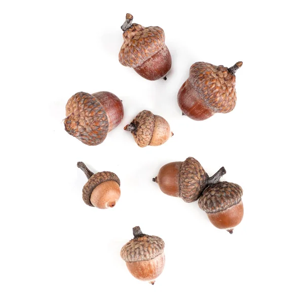 Acorns Different Size Top View Isolated White Background — Stock Photo, Image